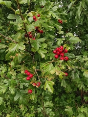 Crataegus monogyna