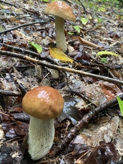 Boletus chippewaensis