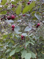 Crataegus