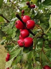 Crataegus monogyna