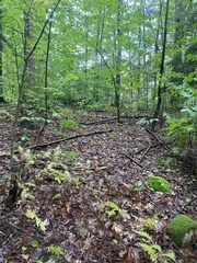 Boletus chippewaensis