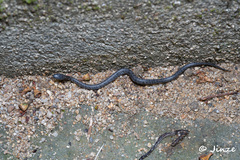 Pareas margaritophorus