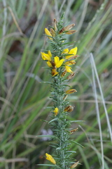 Ulex