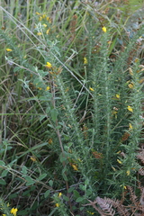 Ulex
