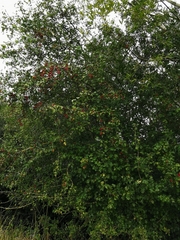 Crataegus monogyna