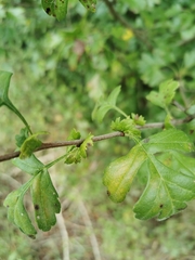 Crataegus monogyna