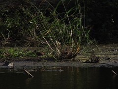 Gallinago