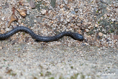 Pareas margaritophorus