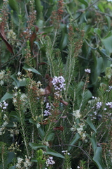 Erica vagans