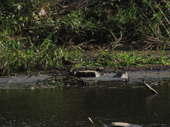 Gallinago