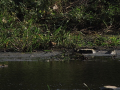 Gallinago