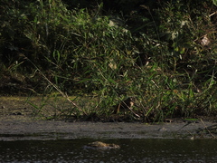 Gallinago