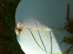 Psathyrella obtusata