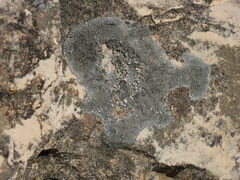 Lichinaceae