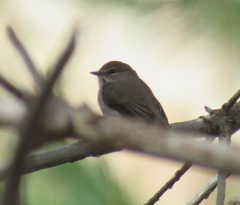 Muscicapa adusta adusta