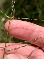 Digitaria parviflora