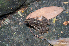 Fejervarya multistriata