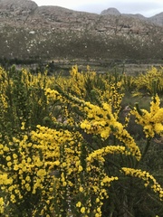 Aspalathus sceptrum-aureum