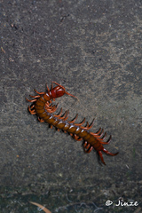 Scolopendra multidens