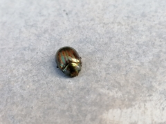 Chrysolina americana
