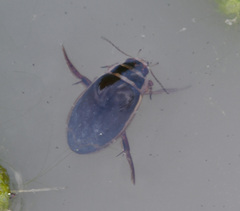 Dytiscus marginalis