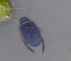 Dytiscus marginalis