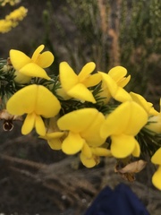 Aspalathus sceptrum-aureum