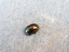 Chrysolina americana