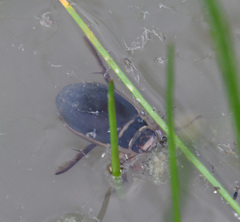 Dytiscus marginalis