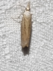 Culladia cuneiferellus