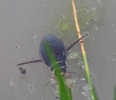 Dytiscus marginalis
