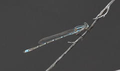 Austrolestes aridus