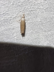 Culladia cuneiferellus