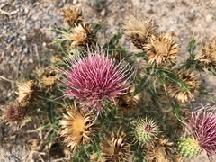 Cirsium ochrocentrum
