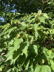 Primula maximowiczii