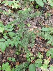 Abies sibirica