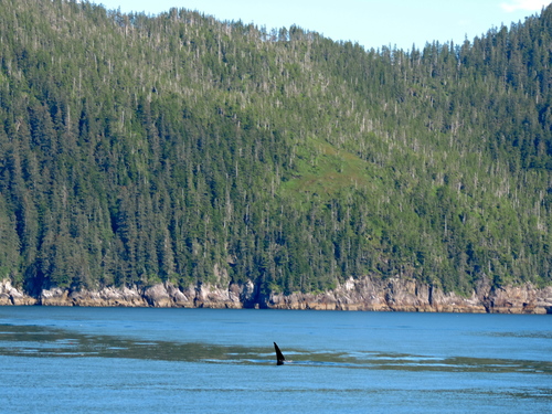 Orcinus orca