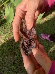 Primula maximowiczii