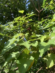 Primula maximowiczii