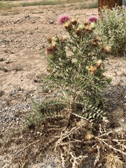 Cirsium ochrocentrum