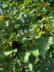Primula maximowiczii