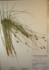 Carex echinata echinata
