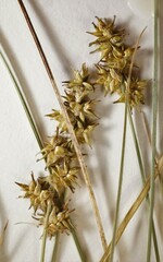 Carex echinata echinata