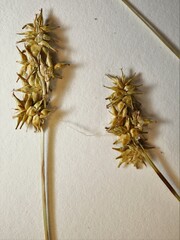 Carex echinata echinata