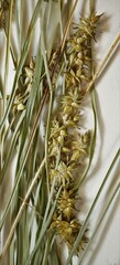 Carex echinata echinata