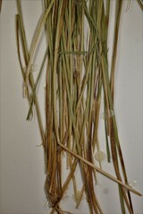 Carex echinata echinata