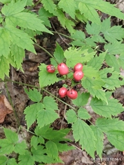 Actaea erythrocarpa