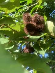 Primula maximowiczii