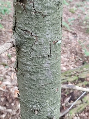 Abies sibirica