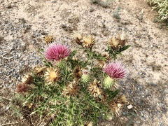 Cirsium ochrocentrum